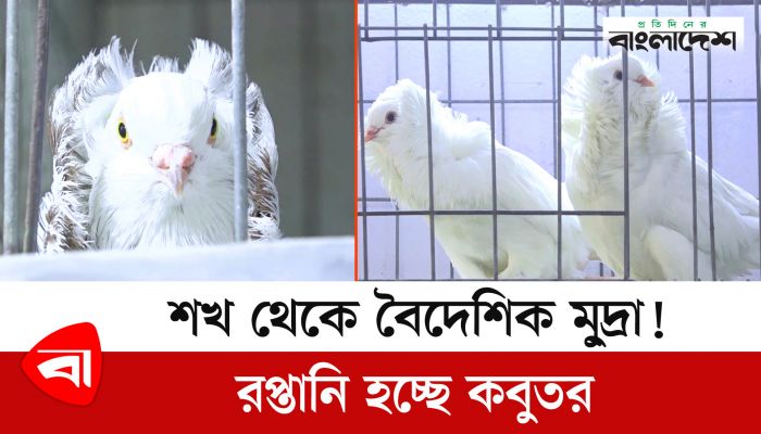 উড়তে উড়তে মেঘের ভেতরে গায়েব হয় যে কবুতর