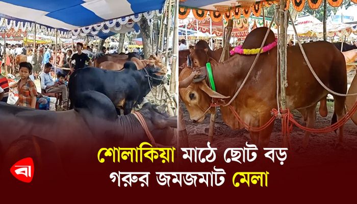 শোলাকিয়া মাঠে ছোট বড় গরুর জমজমাট মেলা