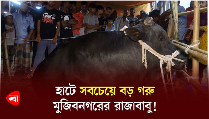 হাটে সবচেয়ে বড় গরু মুজিবনগরের রাজাবাবু!