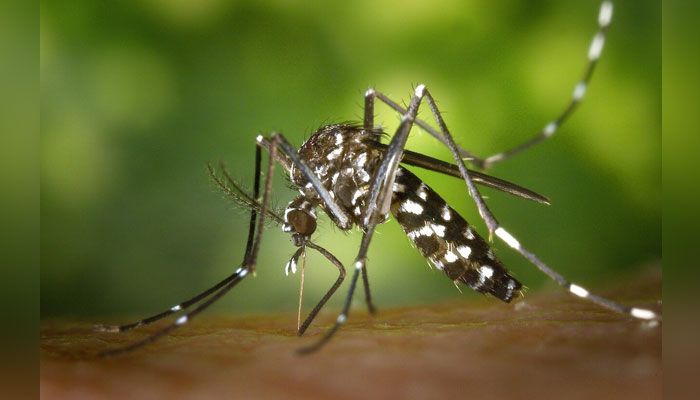ডেঙ্গু মহামারিতে রূপ নিতে পারে : বিশ্ব স্বাস্থ্য সংস্থা