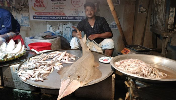 লক্ষ্মীপুরে বাজারে দেখা মিলল মহাবিপন্ন ‘গিটার ফিশ’