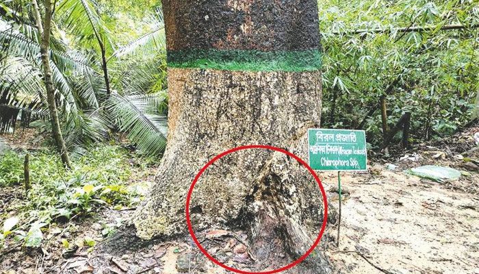 দেশের একমাত্র ‘আফ্রিকান টিকওক’ বৃক্ষটিও আর নেই