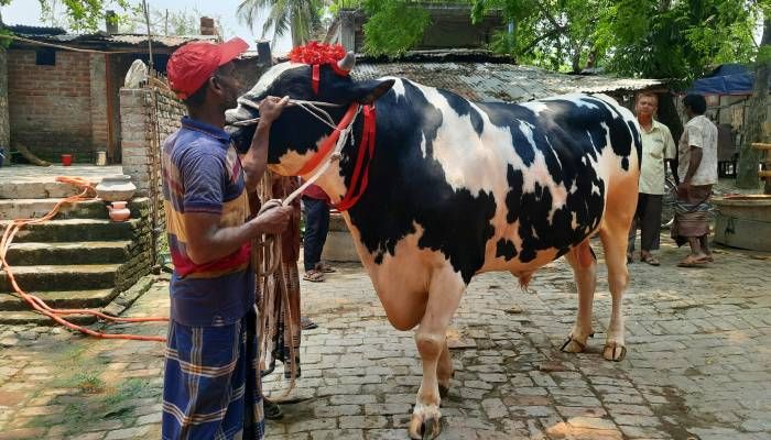 বিক্রি হয়নি ৩৫ মণ ওজনের ‘রাজাবাবু’