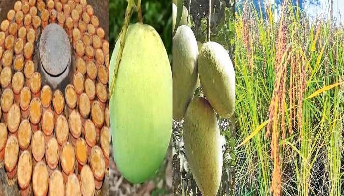 জিআই স্বীকৃতি পাচ্ছে বগুড়ার দই, চাঁপাইয়ের আম ও শেরপুরের ধান