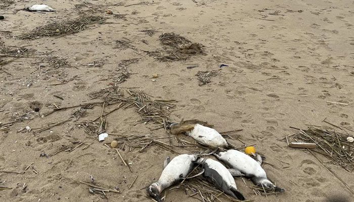 উরুগুয়ে উপকূলে রহস্যজনকভাবে ২ হাজার পেঙ্গুইনের মৃত্যু
