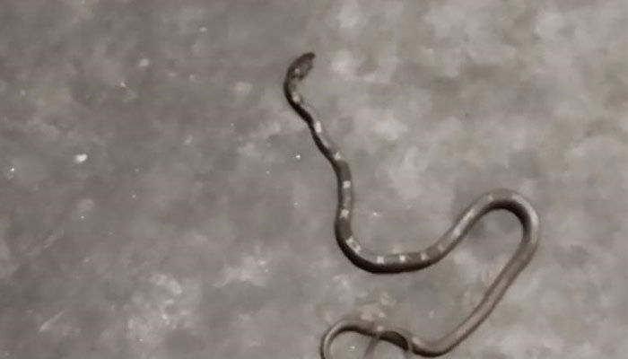 হাবিপ্রবি ক্যাম্পাসে সাপের উপদ্রব