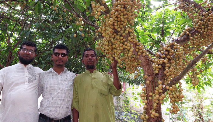 লটকন চাষে লাভবান পাহাড়ি চাষিরা