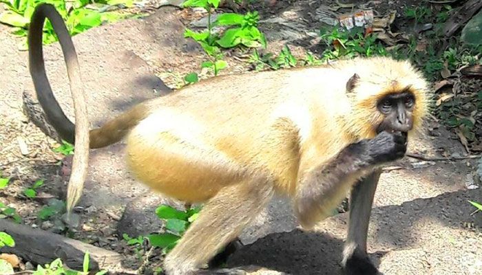 লোকালয়ে মুখপোড়া হনুমানের দেখা