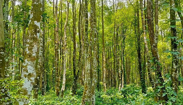 ফুলবাড়িয়ায় সম্ভাবনাময় আগর বৃক্ষ