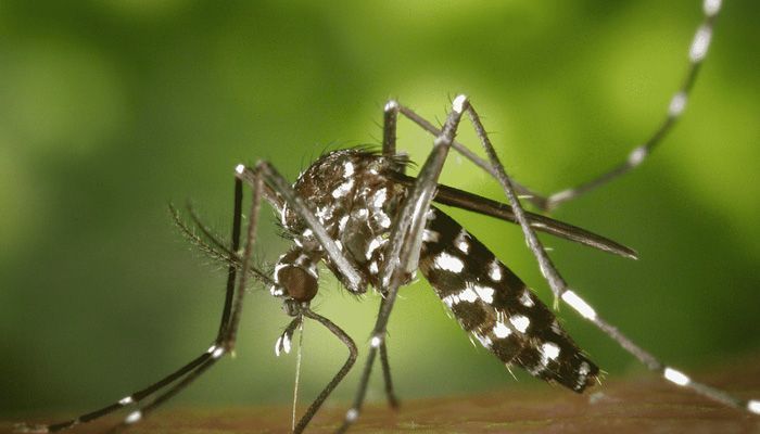 এডিস মশার লার্ভা পাওয়ায় ১৫ লাখ টাকা জরিমানা