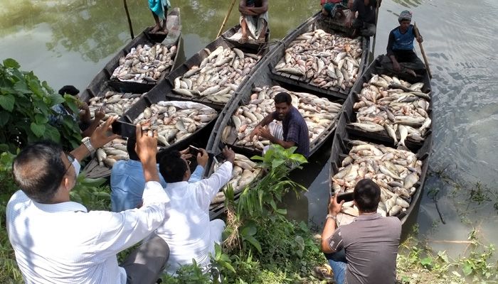 দ্বন্দ্বের জেরে ঘেরে বিষ ঢেলে অর্ধকোটি টাকার মাছ নিধন
