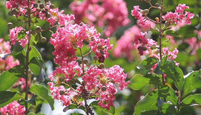 গ্রীষ্মের ফুল