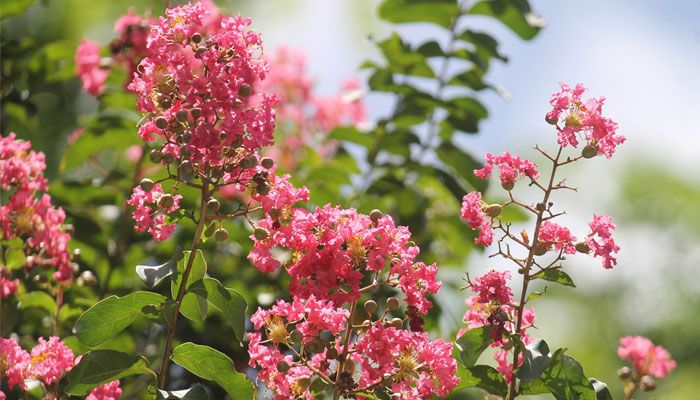 গ্রীষ্মের ফুল