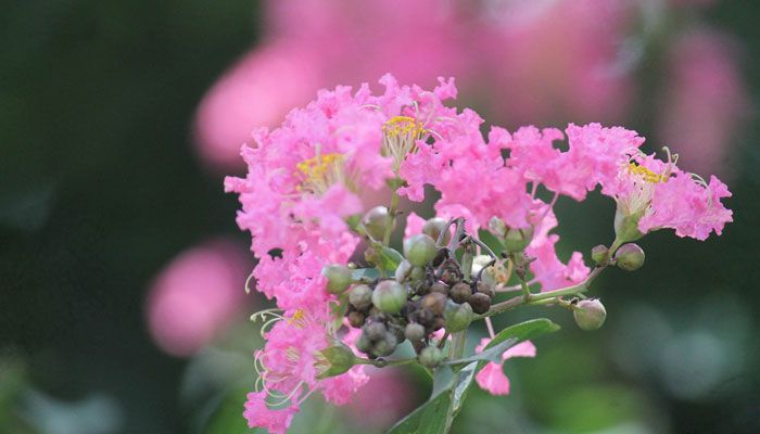 গ্রীষ্মের ফুল