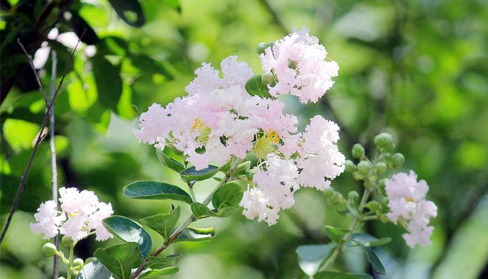 গ্রীষ্মের ফুল