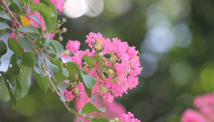 গ্রীষ্মের ফুল