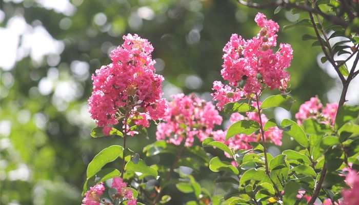 গ্রীষ্মের ফুল