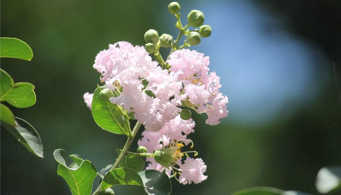 গ্রীষ্মের ফুল