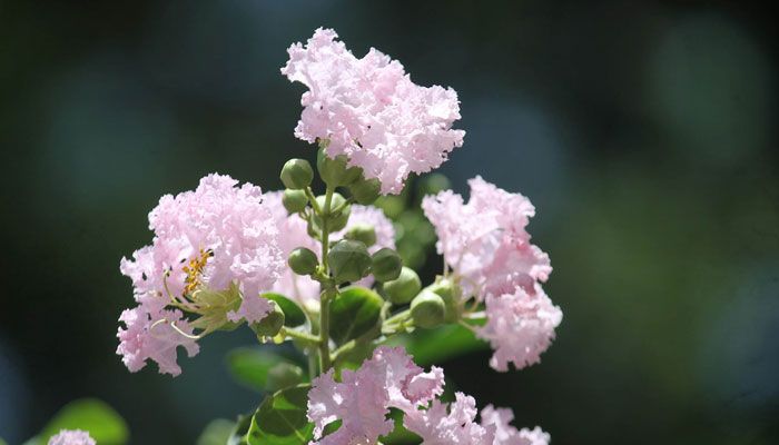 গ্রীষ্মের ফুল