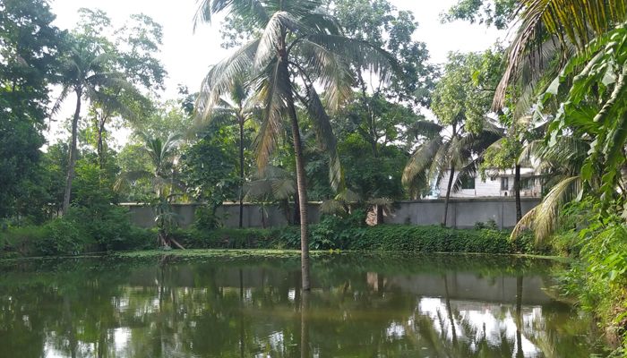 পুকুরে দাঁড়িয়ে থাকা ‘অলৌকিক’ গাছ দেখতে ভিড়