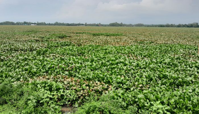 কচুরিপানা কেড়ে নিচ্ছে রুটি-রুজি
