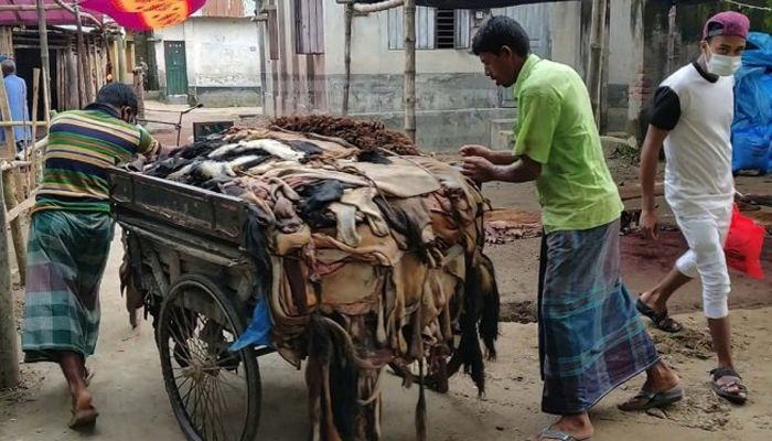 চট্টগ্রামে ভেঙে গেছে চামড়া সিন্ডিকেট