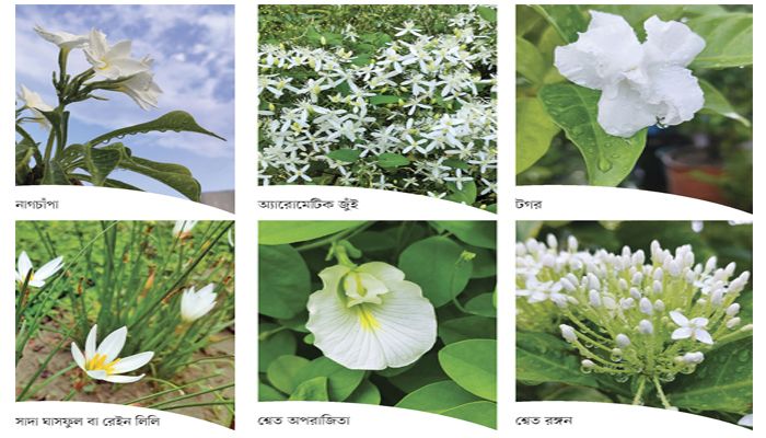 বর্ষায় সাদা ফুলের আমন্ত্রণ