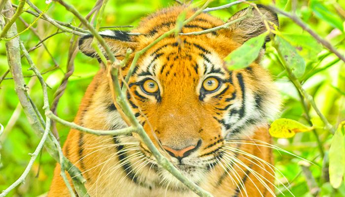 সুন্দরবনে বাঘের সঙ্গে দেখা