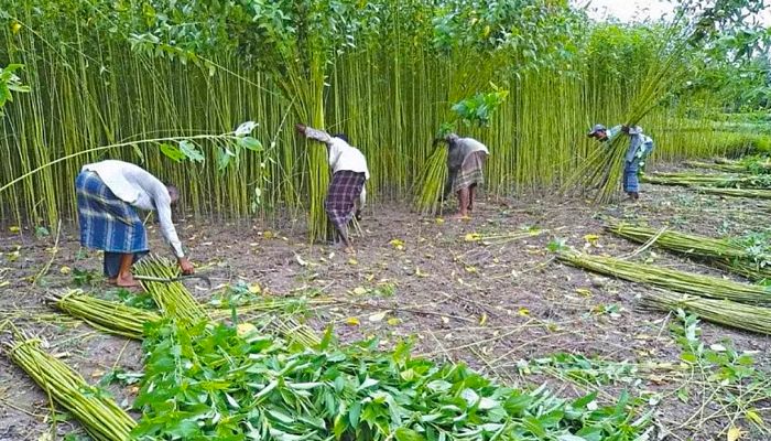কৃষক খুঁজে না পাওয়ায় খরচ কমল পাটবীজ প্রকল্পের