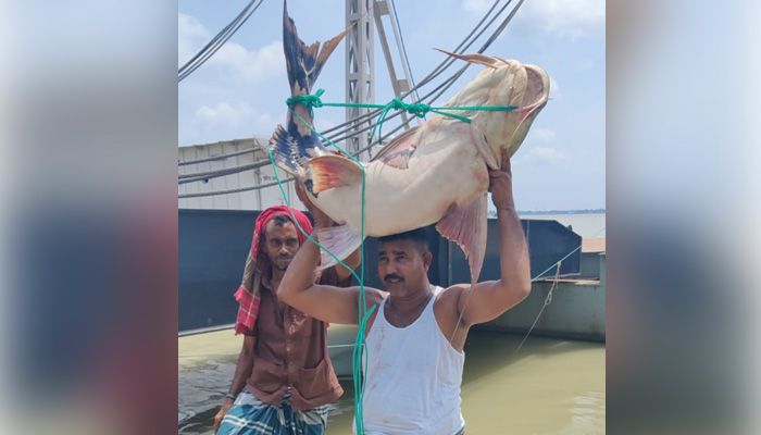 পদ্মায় ধরা পড়ল ৩৬ কেজি ওজনের বাঘাইড় মাছ