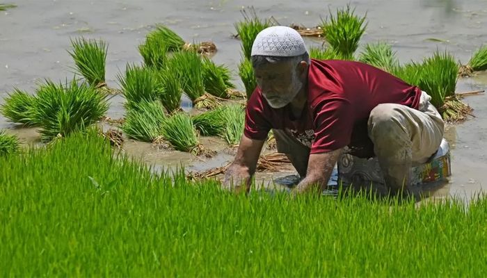 ভারতে চাল রপ্তানিতে নিষেধাজ্ঞা, বিশ্বব্যাপী খাদ্যমূল্যে প্রভাবের শঙ্কা