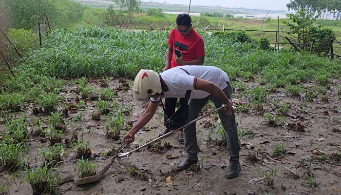 রাসেলস ভাইপার আতঙ্কে পদ্মা-গড়াই পাড়ের মানুষ