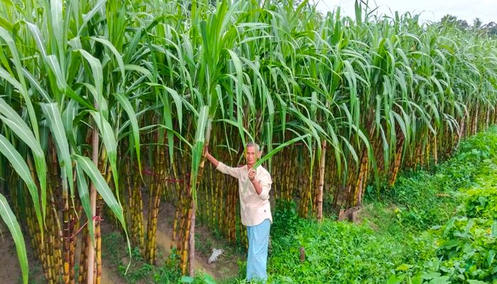 আখ চাষে ঝুঁকছেন রাঙামাটির কৃষকরা