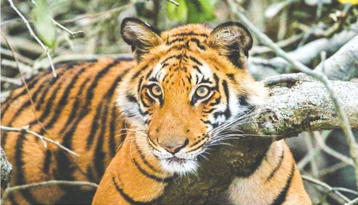বাঘের শিকার প্রজাতি কমেছে সুন্দরবনে