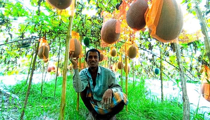 অসময়ের তরমুজে বাড়তি আয়