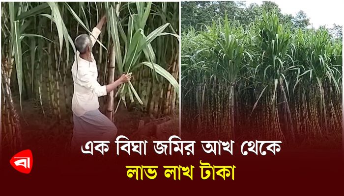 কাপ্তাইয়ে আখ চাষে ব্যাপক সম্ভাবনা