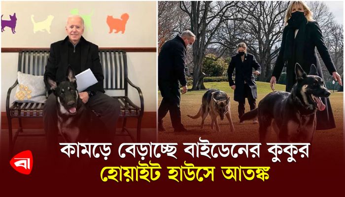 যাকে তাকে কামড়ে দিচ্ছে বাইডেনের কুকুর ‘কমান্ডার’