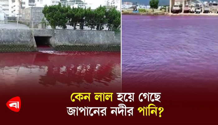 কেন লাল হয়ে গেছে জাপানের নদীর পানি? 