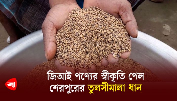 জিআই পণ্যের স্বীকৃতি পেল শেরপুরের তুলসীমালা ধান 