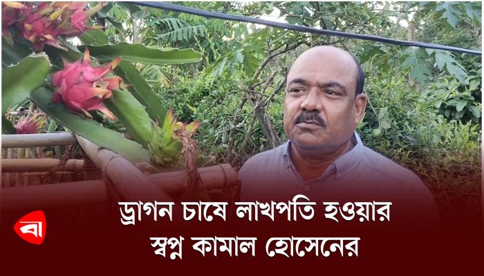 ড্রাগন চাষে লাখপতি হওয়ার স্বপ্ন কামাল হোসেনের