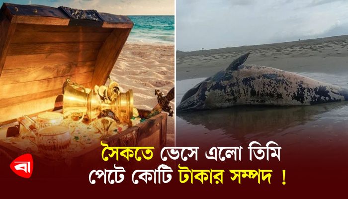 সৈকতে ভেসে এলো তিমি, পেটে কোটি টাকার সম্পদ ! 