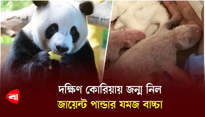 দক্ষিণ কোরিয়ায় জন্ম নিল জায়েন্ট পান্ডার যমজ বাচ্চা