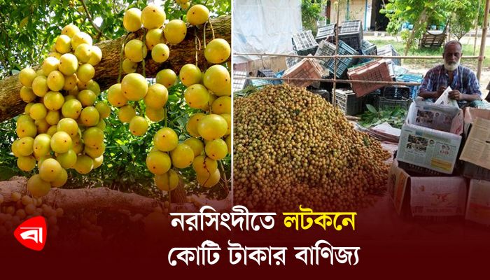 নরসিংদীতে লটকনে কোটি টাকার বাণিজ্য