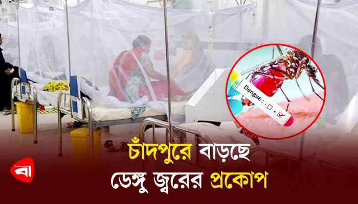 চাঁদপুরে বাড়ছে ডেঙ্গু জ্বরের প্রকোপ