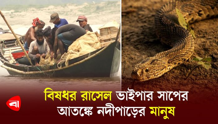 বিষধর রাসেলস ভাইপার সাপের আতঙ্কে নদীপাড়ের মানুষ