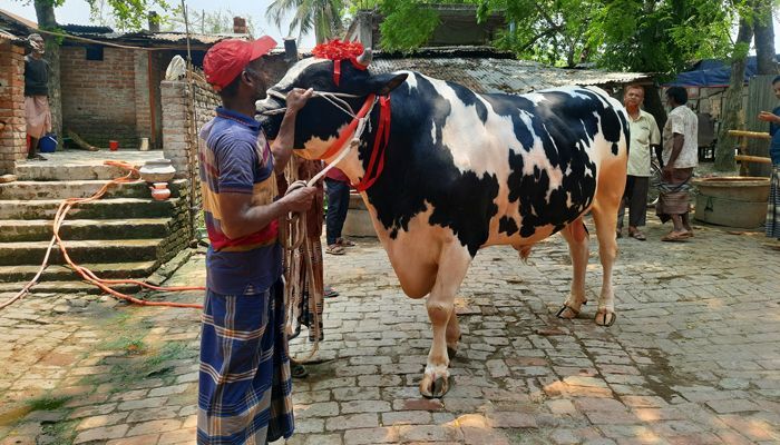 বিক্রি হয়নি ৩৫ মণ ওজনের ‘রাজাবাবু’