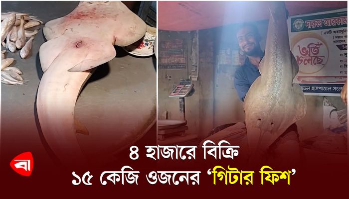 লক্ষ্মীপুরে বাজারে দেখা মিলল বিরল প্রজাতির ‘গিটার ফিশ’
