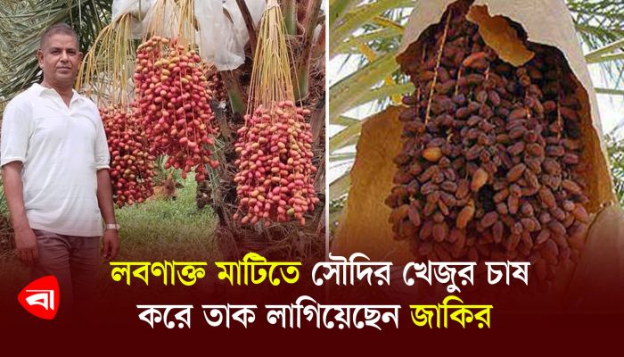 লবণাক্ত মাটিতে সৌদির খেজুর চাষ করে তাক লাগিয়েছেন জাকির