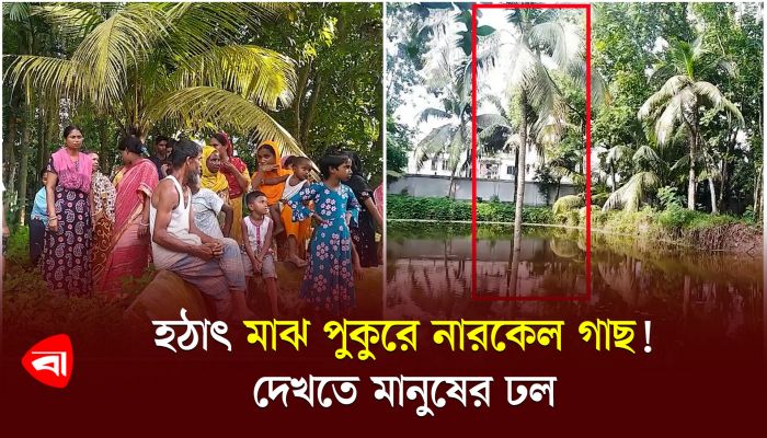 হঠাৎ মাঝ পুকুরে নারকেল গাছ! দেখতে মানুষের ঢল