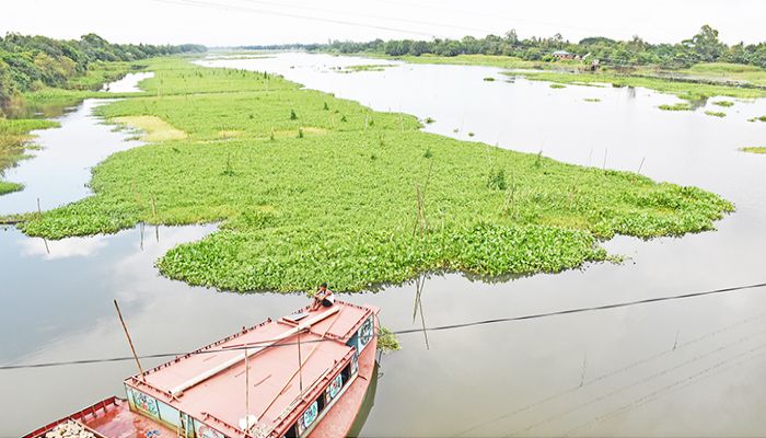 অবৈধ ঘের আর কচুরিপানায় এক কালের প্রমত্তা তিতাস খালের আকার ধারণ করেছে